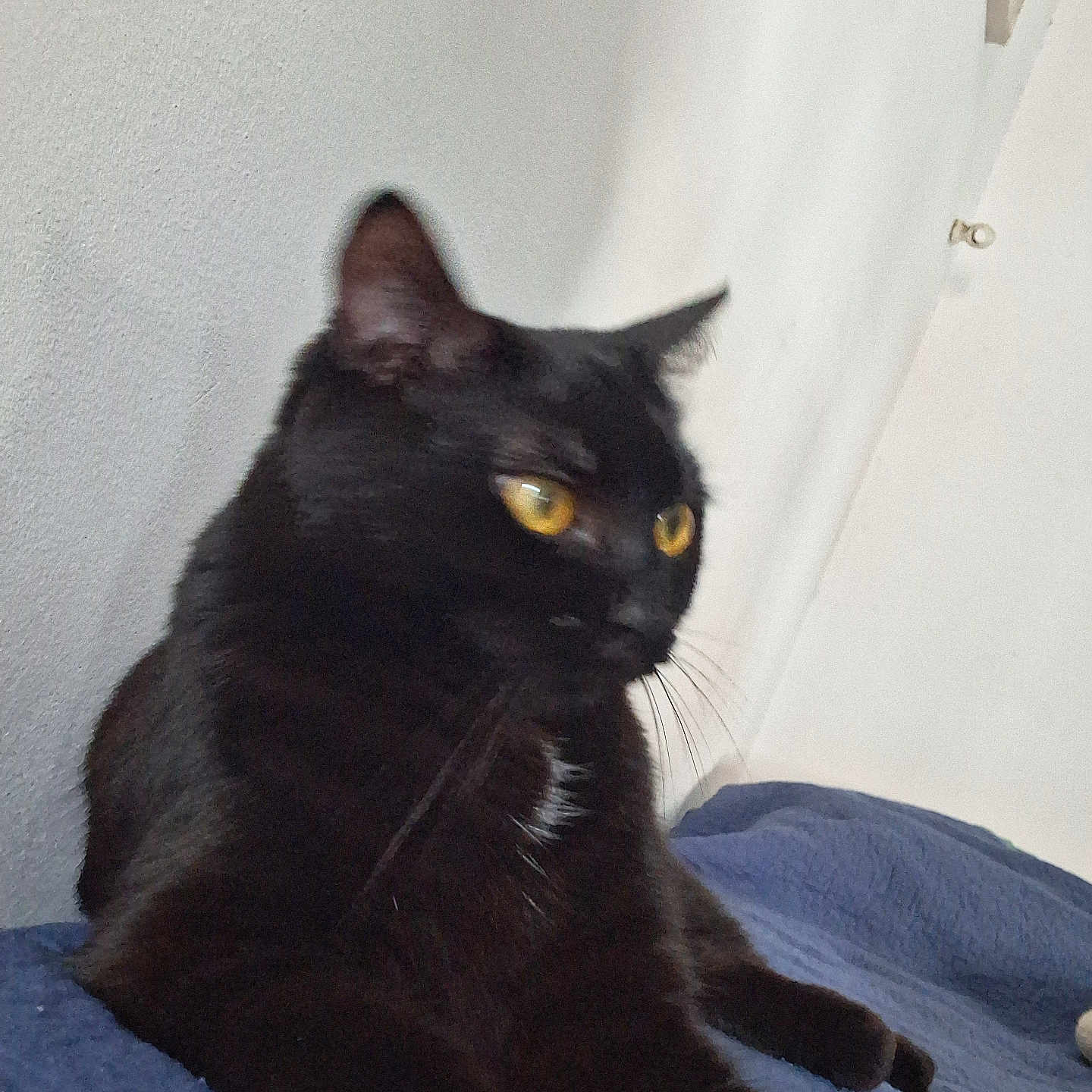 Kiara a rejoint le concours — aidez-le/la à gagner de superbes lots ! cat, black_cat, pet, feline, golden_eyes, whiskers, ears, fur, animal, portrait, close_up, lying_down, relaxed, bed, blanket, blue_blanket, indoors, wall, resting, side_view