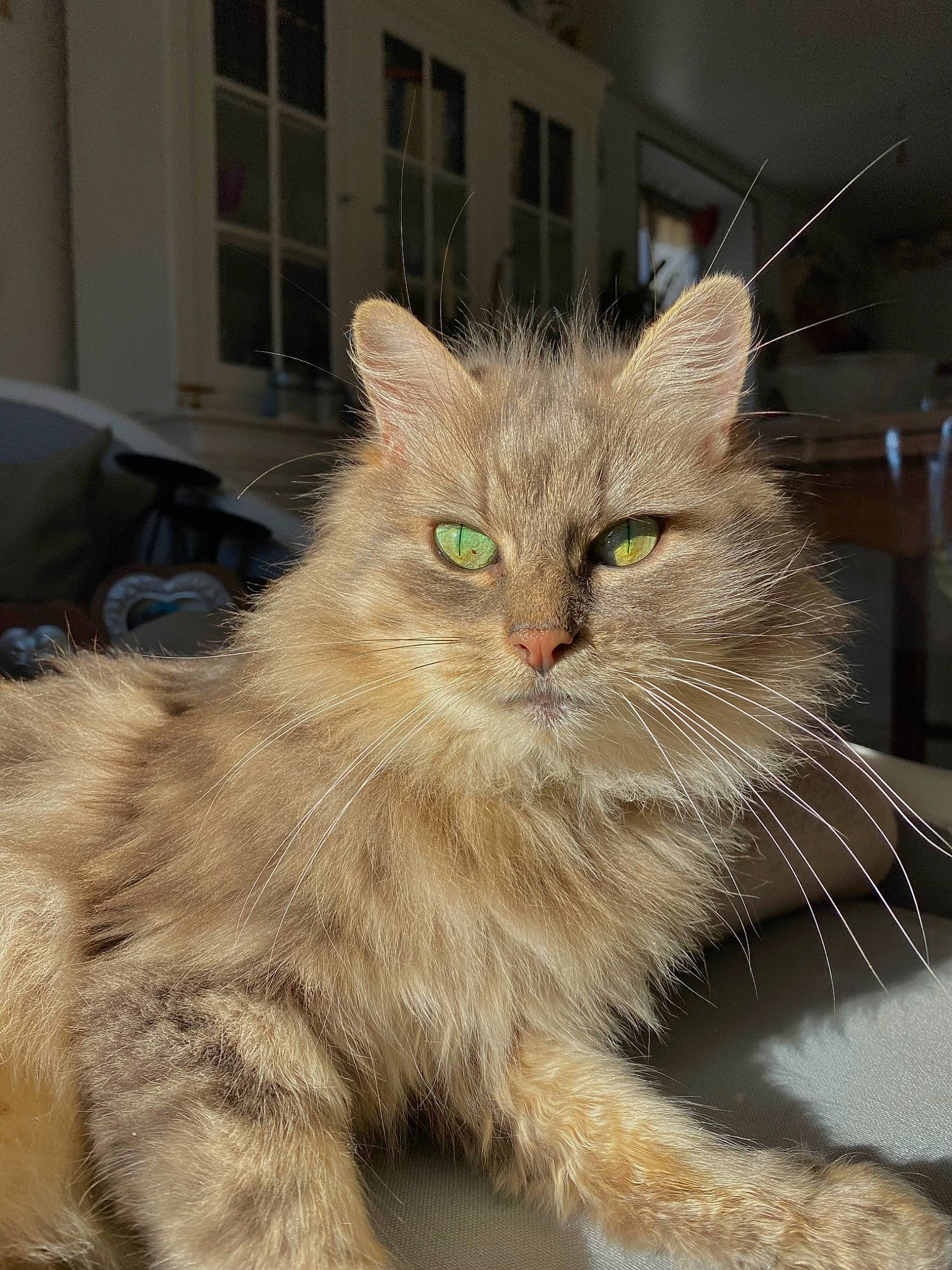 Seth a rejoint le concours — aidez-le/la à gagner de superbes lots ! carnivore, cat, claw, domestic_short_haired_cat, eye, fawn, felidae, fur, hair, iris, paw, small_to_medium_sized_cats, snout, tail, terrestrial_animal, whiskers, window