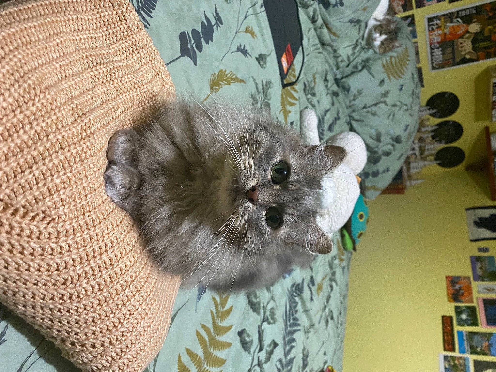 Seth a rejoint le concours — aidez-le/la à gagner de superbes lots ! bookcase, canidae, carnivore, comfort, companion_dog, dog_breed, domestic_short_haired_cat, fawn, felidae, fur, grey, pattern, publication, room, shelf, small_to_medium_sized_cats, sporting_group, tail, toy_dog, whiskers