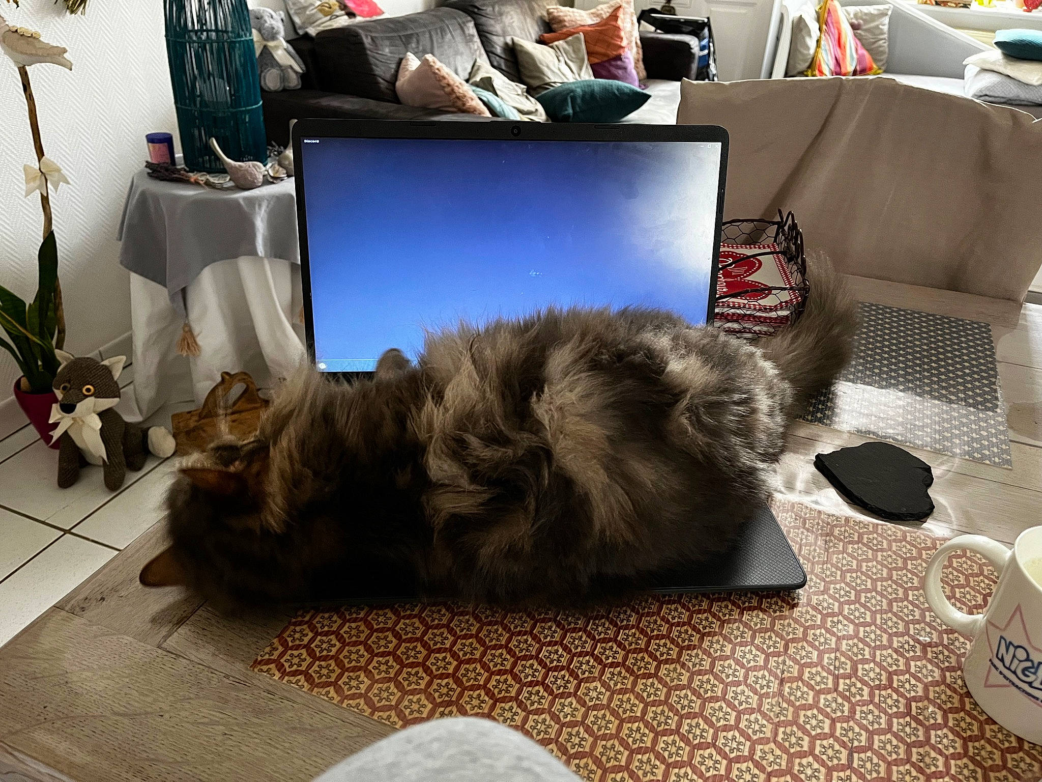 Seth participe au concours pour gagner de l'argent avec cette photo : carnivore, cat, coffee_cup, comfort, companion_dog, computer, cup, dog_breed, fawn, felidae, flooring, fur, grey, living_room, personal_computer, plant, serveware, small_to_medium_sized_cats, tail, whiskers