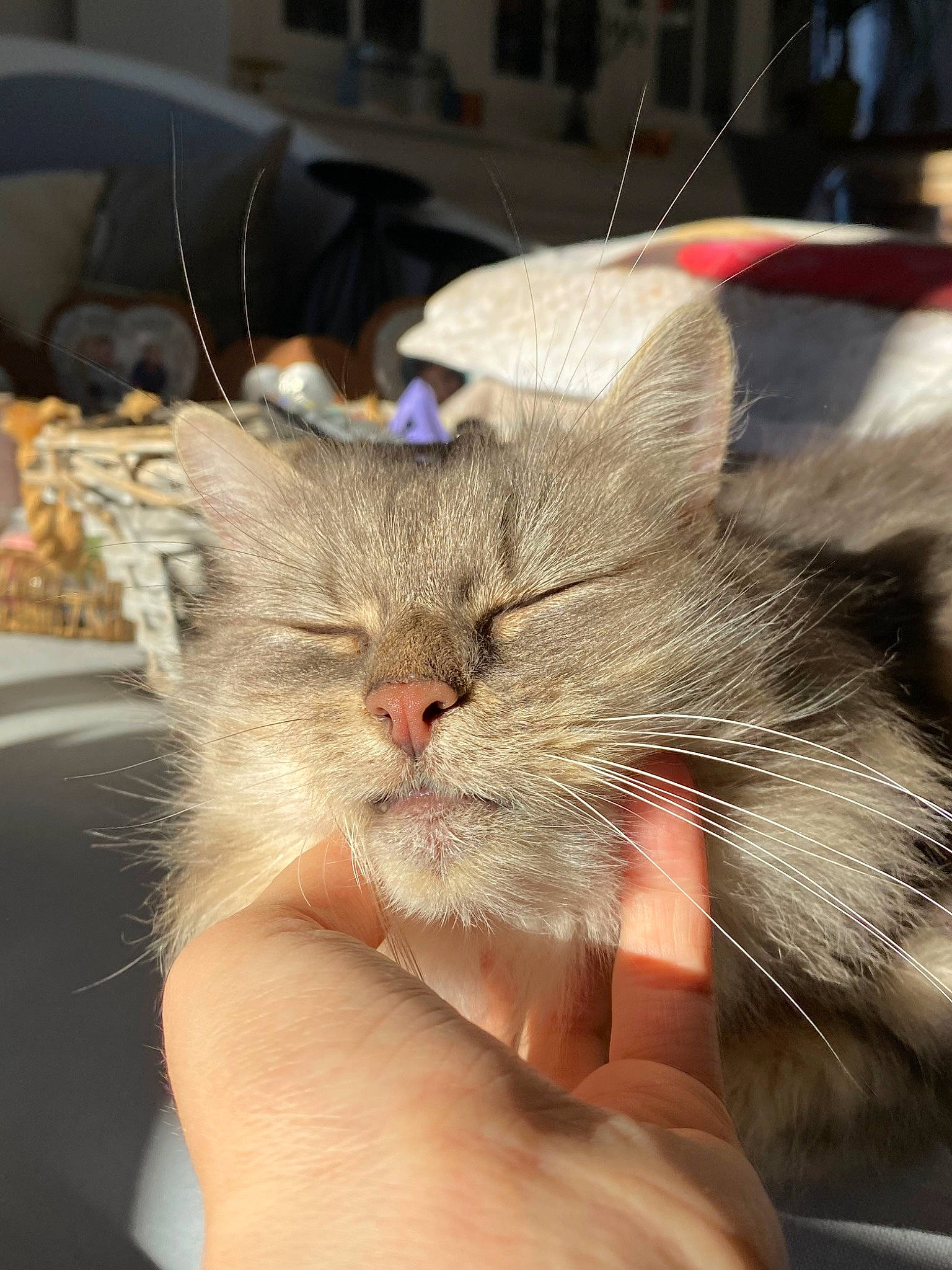 Seth a rejoint le concours — aidez-le/la à gagner de superbes lots ! carnivore, cat, claw, felidae, finger, fur, gesture, hand, nail, small_to_medium_sized_cats, whiskers