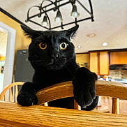 Baby joined the competition — help win amazing prizes! black_cat, cat, yellow_eyes, wooden_chair, indoor, kitchen, furniture, curious, pet, animal, whiskers, ears, paws, domestic_cat, household, light_fixture, background, wood, close_up, feline