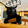 black_cat, cat, yellow_eyes, wooden_chair, indoor, kitchen, furniture, curious, pet, animal, whiskers, ears, paws, domestic_cat, household, light_fixture, background, wood, close_up, feline