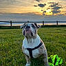 Chekem participe au concours pour gagner de l'argent avec cette photo : bulldog, puppy, dog, grass, harness, leash, sunset, sky, clouds, fence, outdoor, pet, animal, nature, green, field, portrait, cute, young, playful