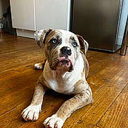 Chekem participe au concours pour gagner de l'argent avec cette photo : dog, brindle, blue_eyes, lying_down, wooden_floor, kitchen, appliance, refrigerator, cabinet, pet, domestic_animal, flooring, indoor, canine, mammal, cute, animal, fur, paw, household