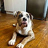 dog, brindle, blue_eyes, lying_down, wooden_floor, kitchen, appliance, refrigerator, cabinet, pet, domestic_animal, flooring, indoor, canine, mammal, cute, animal, fur, paw, household