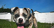 Chekem participe au concours pour gagner de l'argent avec cette photo : puppy, dog, grass, outdoor, sunny, blue_sky, tongue_out, wall, playful, animal, pet, young_dog, collar, nature, daylight, happy, walking, muzzle, ears, nose