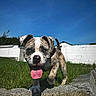 puppy, dog, grass, outdoor, sunny, blue_sky, tongue_out, wall, playful, animal, pet, young_dog, collar, nature, daylight, happy, walking, muzzle, ears, nose