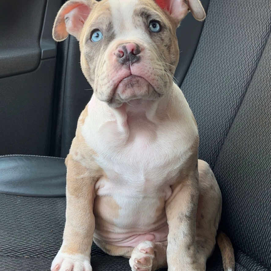 Chekem participe au concours pour gagner de l'argent avec cette photo : puppy, dog, blue_eyes, car_seat, interior, pet, animal, sitting, cute, young_dog, window, brick_building, leather_seat, attention, portrait, domestic_animal, vehicle, indoors, fur, ears