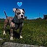 Chekem a rejoint le concours — aidez-le/la à gagner de superbes lots ! dog, outdoor, grass, blue_sky, harness, sunny, heart_emoji, pet, canine, animal, nature, summer, field, cute, standing, daylight, muzzle, ears, tail, portrait