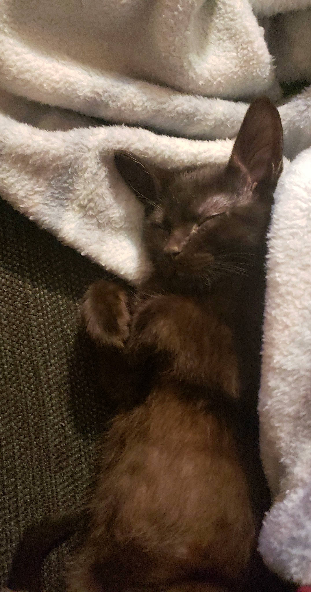 Kaze is registered to the contest to win money with this photo: black_cat, brown, carnivore, cat, claw, comfort, domestic_short_haired_cat, felidae, fur, grey, nap, paw, small_to_medium_sized_cats, snout, tail, terrestrial_animal, whiskers, wood