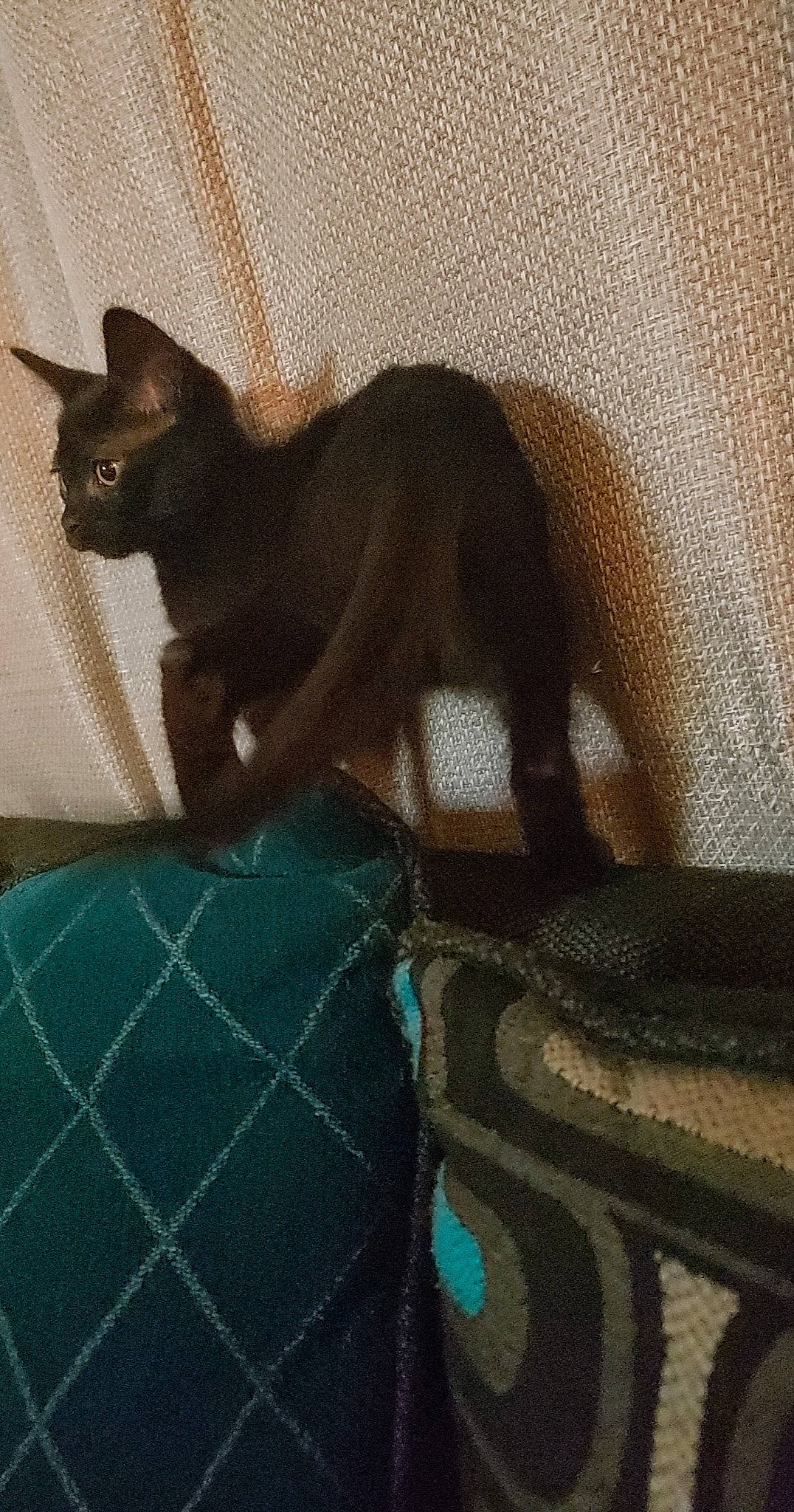 Kaze joined the competition — help win amazing prizes! brown, carnivore, cat, cat_supply, claw, comfort, domestic_short_haired_cat, felidae, flooring, fur, grey, havana_brown, linens, pattern, shadow, small_to_medium_sized_cats, tail, terrestrial_animal, whiskers, woven_fabric