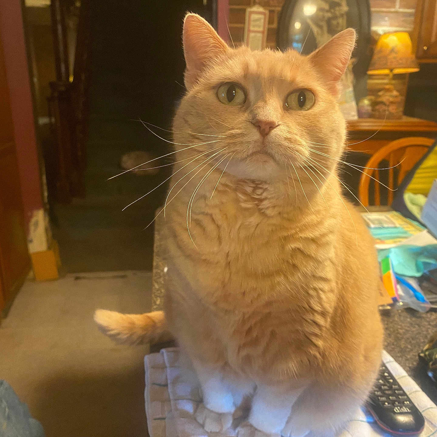 Cali is registered to the contest to win money with this photo: cat, chair, clutter, countertop, curious, domestic_animal, domestic_life, eyes, feline, fur, household_items, indoor, kitchen, lamp, orange_tabby, pet, remote_control, table, tail, whiskers