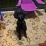 Tootles joined the competition — help win amazing prizes! animal, black_dog, carpet, chair, curly_hair, dog, domestic_animal, evening, floor, floral_pattern, folding_chair, furniture, home, indoor, looking_up, pet, purple_chair, rug, shadow, sitting