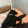 bed, black_dog, blanket, collar, comfort, cozy, curly_hair, dog, furniture, home, indoor, nap, pet, pillow, relaxation, resting, sleeping, soft_texture, wall, wooden_headboard