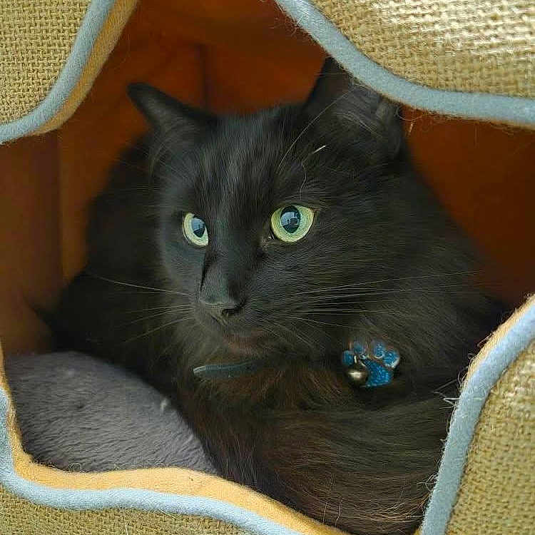 Toulouse joined the competition — help win amazing prizes! abyssinian, angora, animal, bag, basket, blackcat, blanket, cat, chair, couch, cushion, den, furniture, homedecor, indoors, kitten, linen, manx, pet, quilt