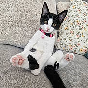 Bianca a rejoint le concours — aidez-le/la à gagner de superbes lots ! cat, kitten, black_and_white, pet, animal, couch, sofa, pillows, floral_pillow, collar, bell, pink_paws, toe_beans, sitting, lounging, indoors, home, portrait, cute, relaxed