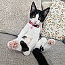 cat, kitten, black_and_white, pet, animal, couch, sofa, pillows, floral_pillow, collar, bell, pink_paws, toe_beans, sitting, lounging, indoors, home, portrait, cute, relaxed