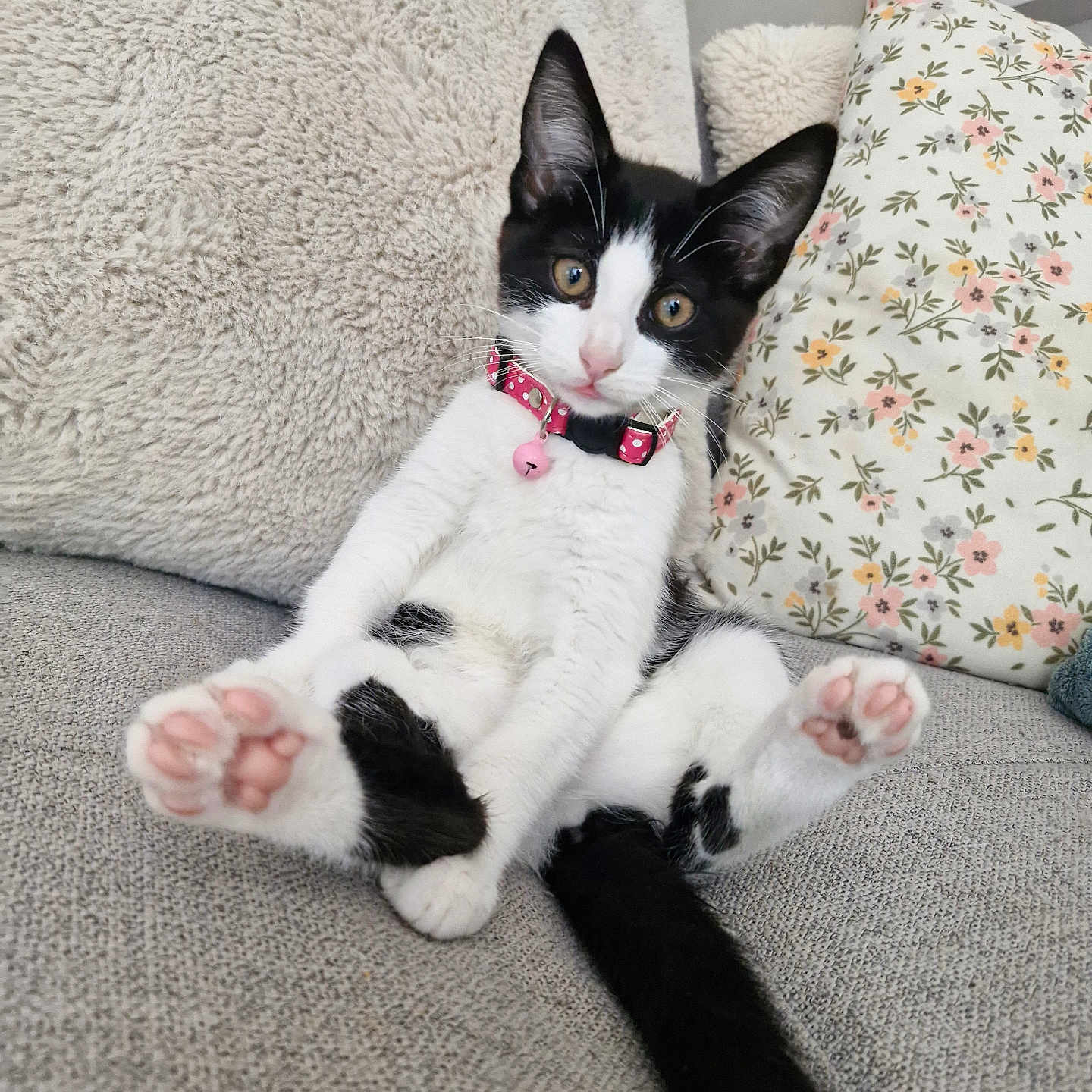 Bianca a rejoint le concours — aidez-le/la à gagner de superbes lots ! cat, kitten, black_and_white, pet, animal, couch, sofa, pillows, floral_pillow, collar, bell, pink_paws, toe_beans, sitting, lounging, indoors, home, portrait, cute, relaxed