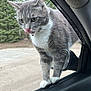 cat, gray_cat, white_paws, car_window, car_interior, outdoor, trees, driveway, tongue_out, licking_nose, curious, pet, collar, bell, close_up, animal, feline, whiskers, paws, nature