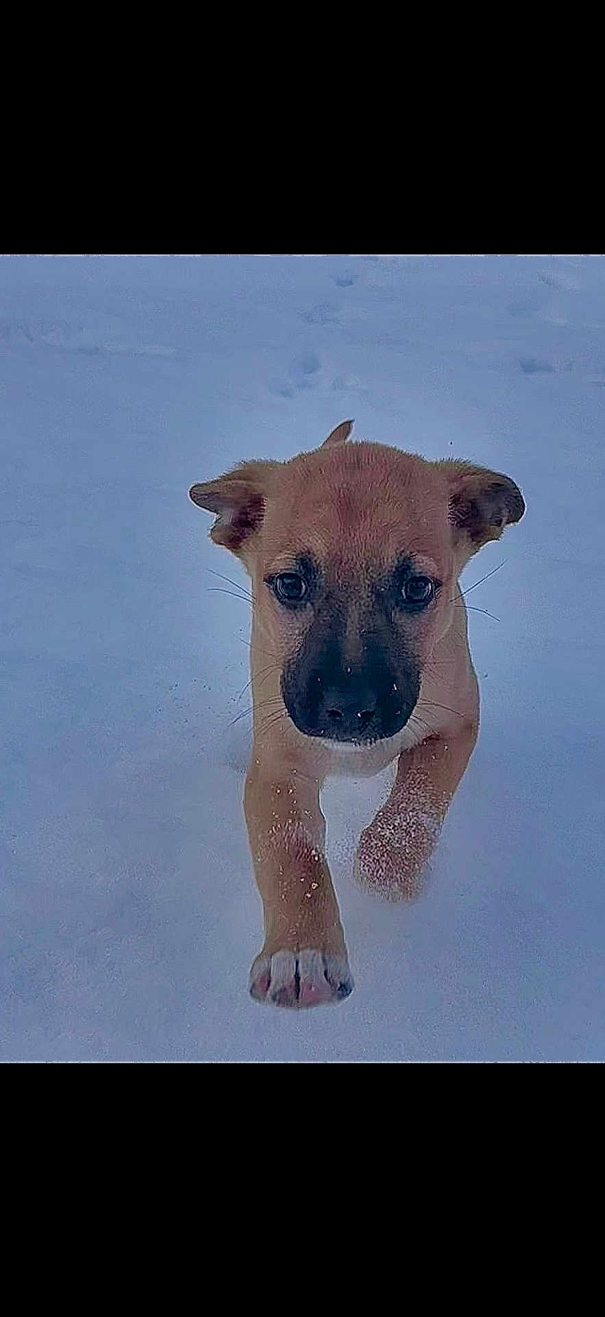 Ellie joined the competition — help win amazing prizes! puppy, dog, snow, animal, pet, cute, outdoor, playful, running, winter, fur, young, mammal, walking, adorable, nature, canine, active, front_view, small