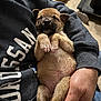 Ellie is registered to the contest to win money with this photo: puppy, sleeping, dog, hand, person, sweatshirt, lap, cozy, fur, cute, pet, napping, relaxing, indoor, closeup, mammal, animal, tiny, adorable, resting