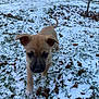 Ellie is registered to the contest to win money with this photo: puppy, dog, snow, grass, outdoor, young, animal, brown, black_snout, ears, leaf, winter, nature, cute, pet, walking, ground, daylight, small, curious