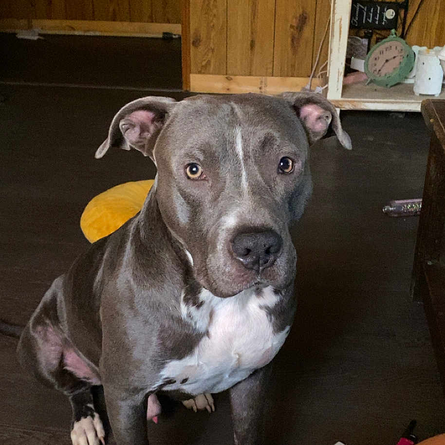 Tank is registered to the contest to win money with this photo: animal, brown_floor, calm, clock, decor, dog, ears, furniture, household, indoor, looking_at_camera, paws, pet, pitbull, portrait, sitting, snout, table, white_chest, wood_panel_wall