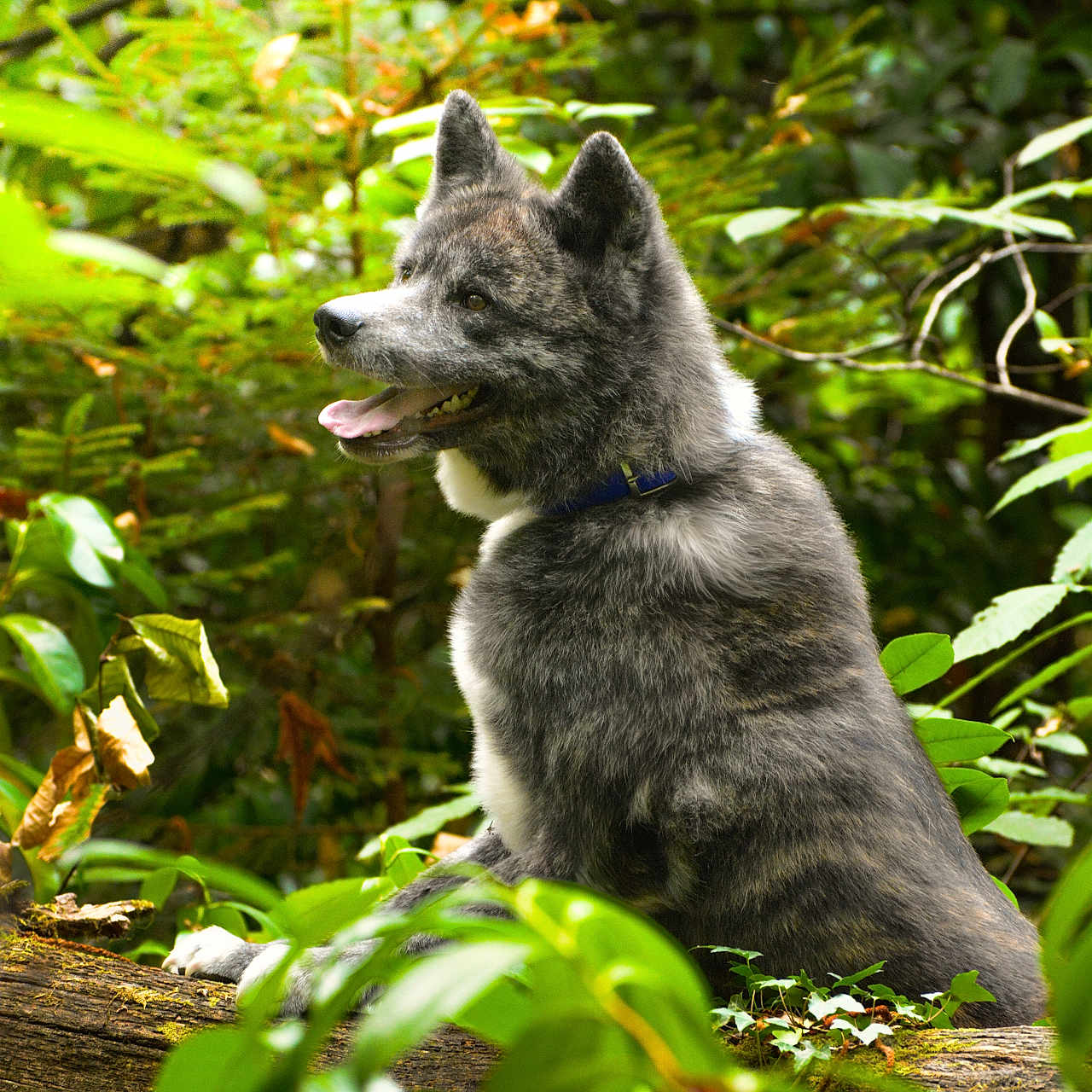 Toya a rejoint le concours — aidez-le/la à gagner de superbes lots ! animal, canine, collar, daylight, dog, ears, forest, fur, greenery, happy, leaves, log, muzzle, nature, outdoor, pet, sitting, smiling, wildlife, woodland