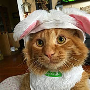 Cheech joined the competition — help win amazing prizes! cat, orange_cat, costume, bunny_ears, fluffy, pet, indoor, close_up, cute, animal, feline, whiskers, fur, face, eyes, adorable, domestic_cat, portrait, pink, white