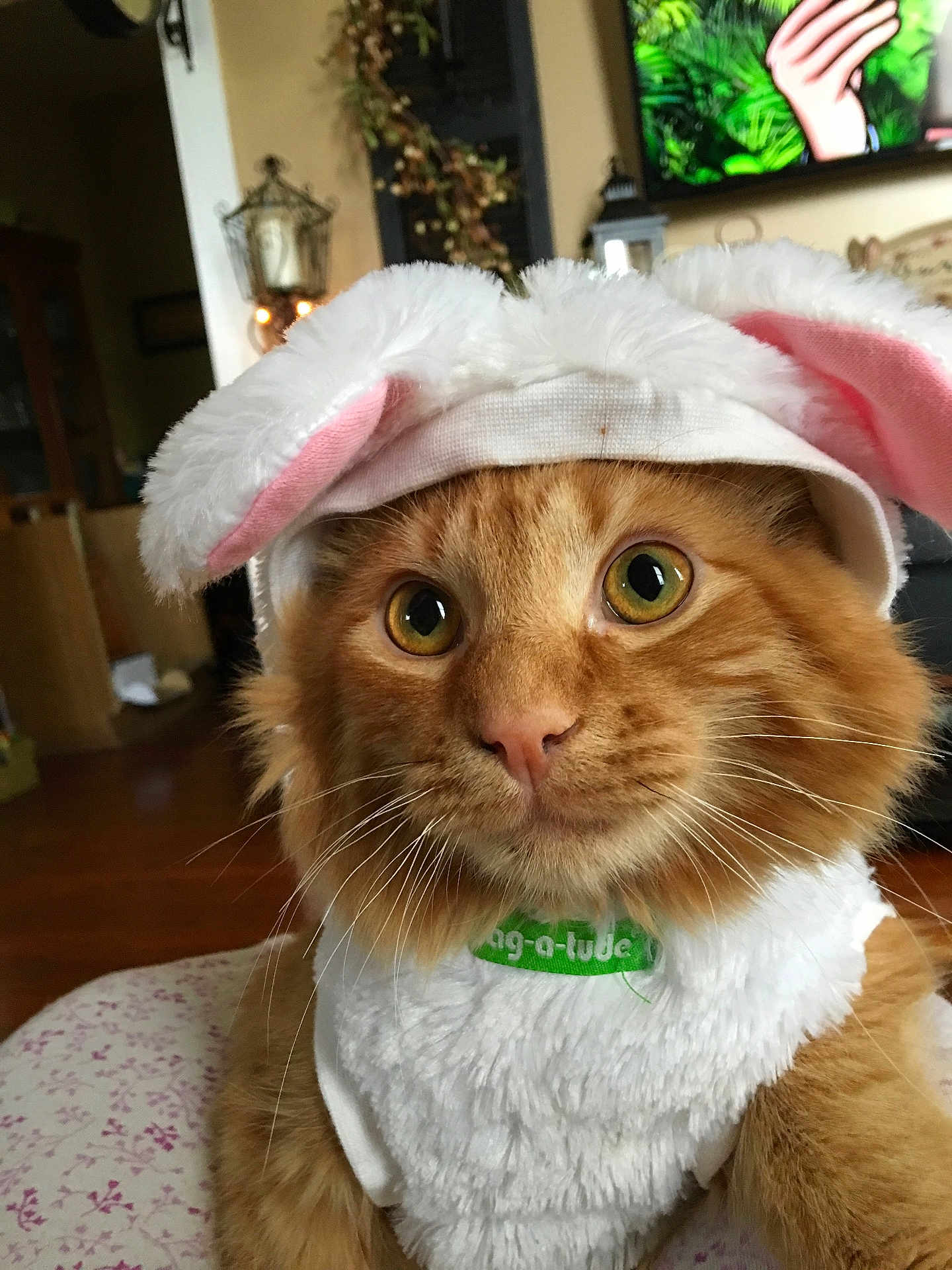 Cheech joined the competition — help win amazing prizes! cat, orange_cat, costume, bunny_ears, fluffy, pet, indoor, close_up, cute, animal, feline, whiskers, fur, face, eyes, adorable, domestic_cat, portrait, pink, white