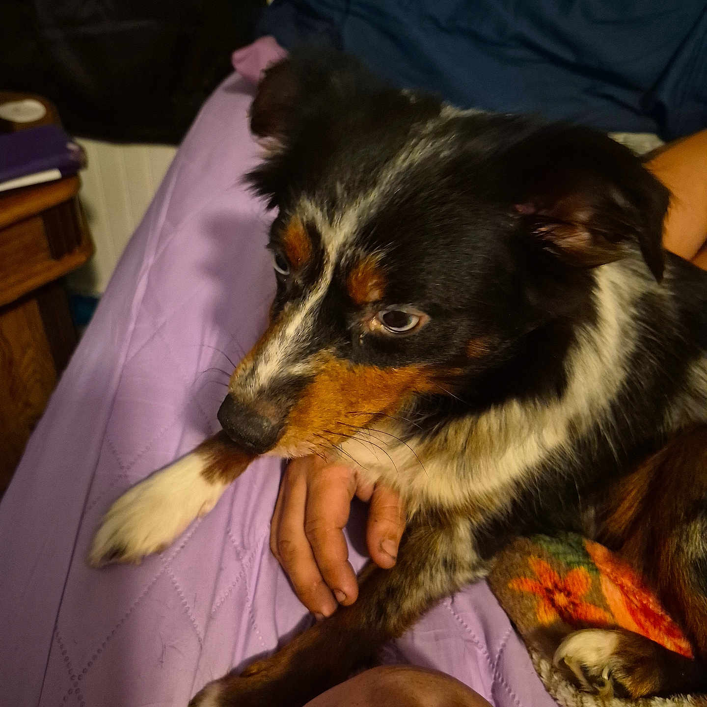 Calla joined the competition — help win amazing prizes! dog, puppy, tricolor_dog, black_fur, white_fur, brown_fur, floppy_ears, portrait, indoors, bedroom, bed, blanket, purple_bedding, cozy, pet, animal, human_hand, cuddling, relaxed, closeup
