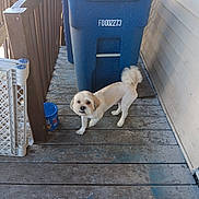 Jennine Smith is registered to the contest to win money with this photo: dog, porch, wooden_floor, trash_bin, baby_gate, container, fence, pet, outdoor, small_dog, curious, blur, animal, tail, white_dog, canine, house_wall, daylight, floor, domestic_animal