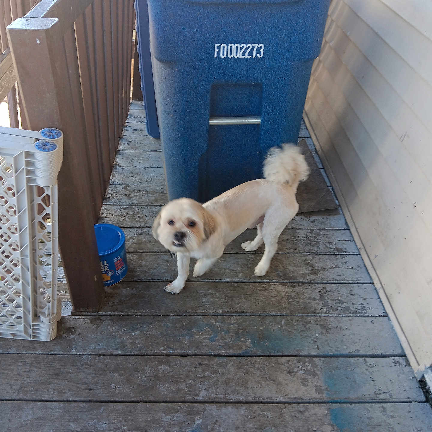 Jennine Smith is registered to the contest to win money with this photo: animal, baby_gate, blur, canine, container, curious, daylight, dog, domestic_animal, fence, floor, house_wall, outdoor, pet, porch, small_dog, tail, trash_bin, white_dog, wooden_floor