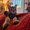 Bronx participe au concours pour gagner de l'argent avec cette photo : cat, kitten, tabby, feline, pet, animal, portrait, closeup, whiskers, ears, paws, claws, wide_eyed, lying_down, blanket, red_blanket, cozy, indoors, window, home