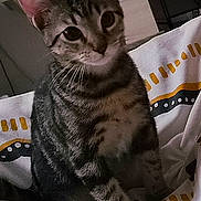 Bronx a rejoint le concours — aidez-le/la à gagner de superbes lots ! cat, tabby, pet, animal, feline, sitting, portrait, indoors, bed, bedding, blanket, whiskers, ears, striped_fur, green_eyes, close_up, home, furniture, ampersand, serious_expression