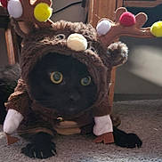 Spencer joined the competition — help win amazing prizes! cat, black_cat, costume, reindeer_costume, antlers, pom_poms, carpet, indoor, pet, animal, cute, furry, yellow_eyes, claws, curious, crouching, soft_lighting, holiday, festive, playful