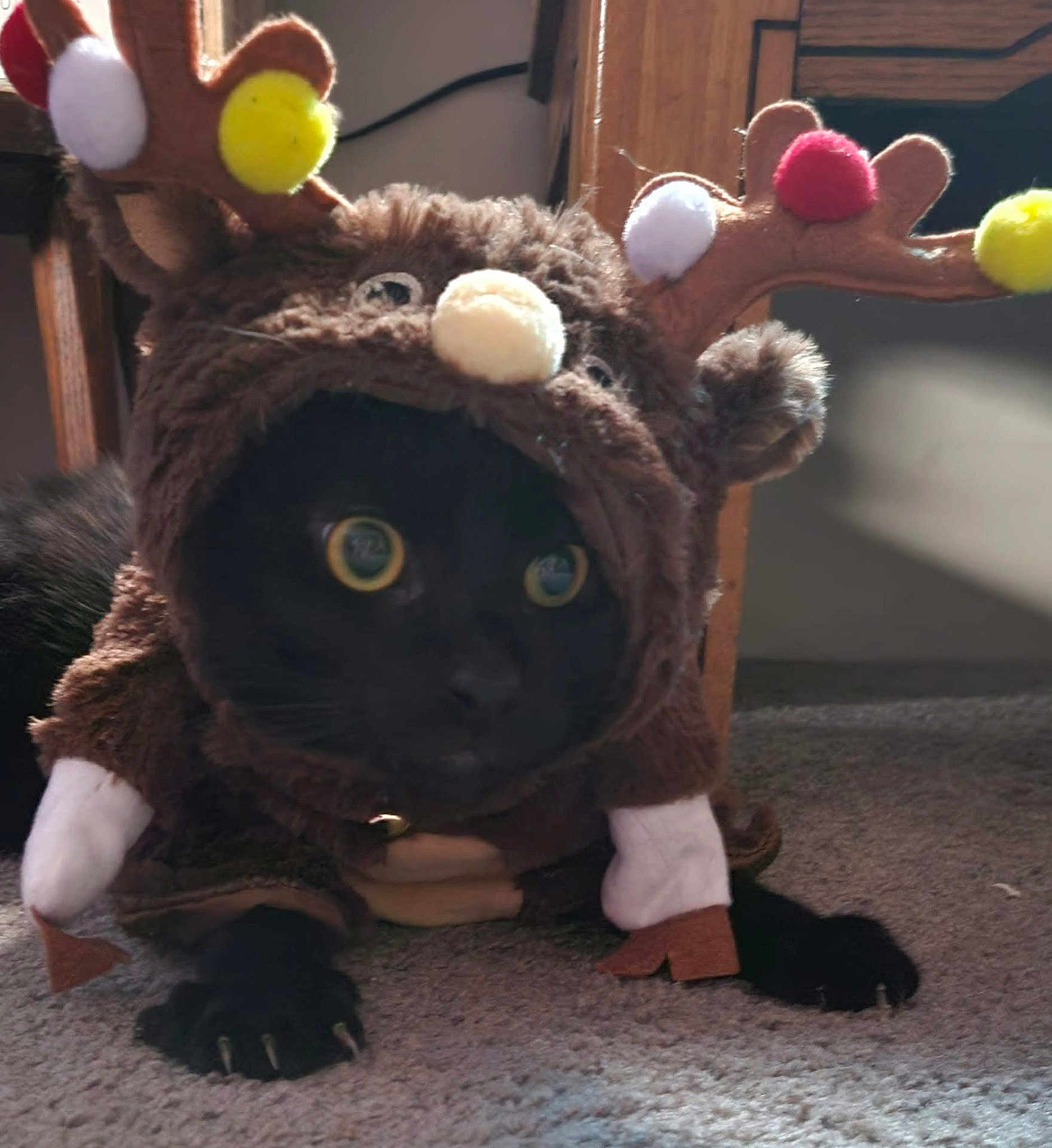 Spencer joined the competition — help win amazing prizes! cat, black_cat, costume, reindeer_costume, antlers, pom_poms, carpet, indoor, pet, animal, cute, furry, yellow_eyes, claws, curious, crouching, soft_lighting, holiday, festive, playful