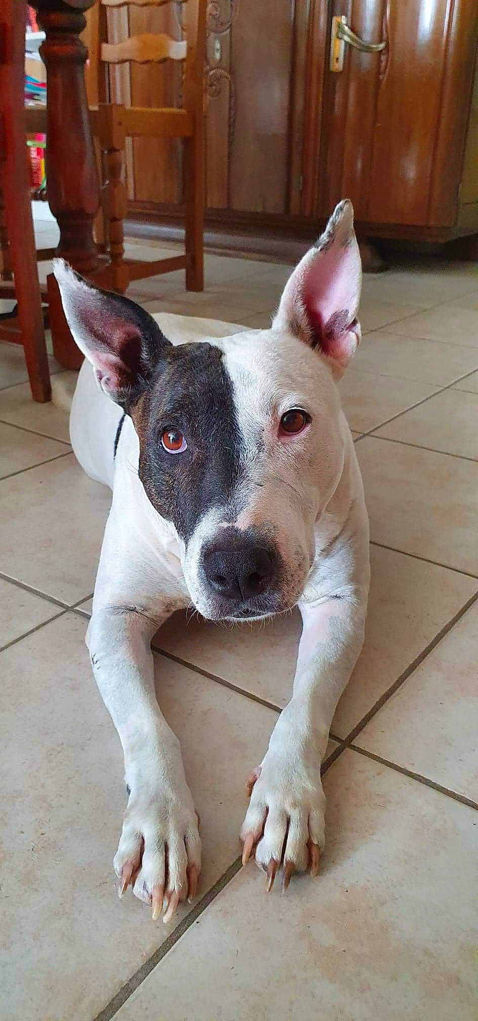 Galia participe au concours pour gagner de l'argent avec cette photo : bull_terrier, bull_terrier_miniature, canidae, carnivore, collar, companion_dog, dog, dog_breed, ear, fawn, flooring, hardwood, non_sporting_group, old_english_terrier, snout, sporting_group, terrestrial_animal, terrier, whiskers, working_animal