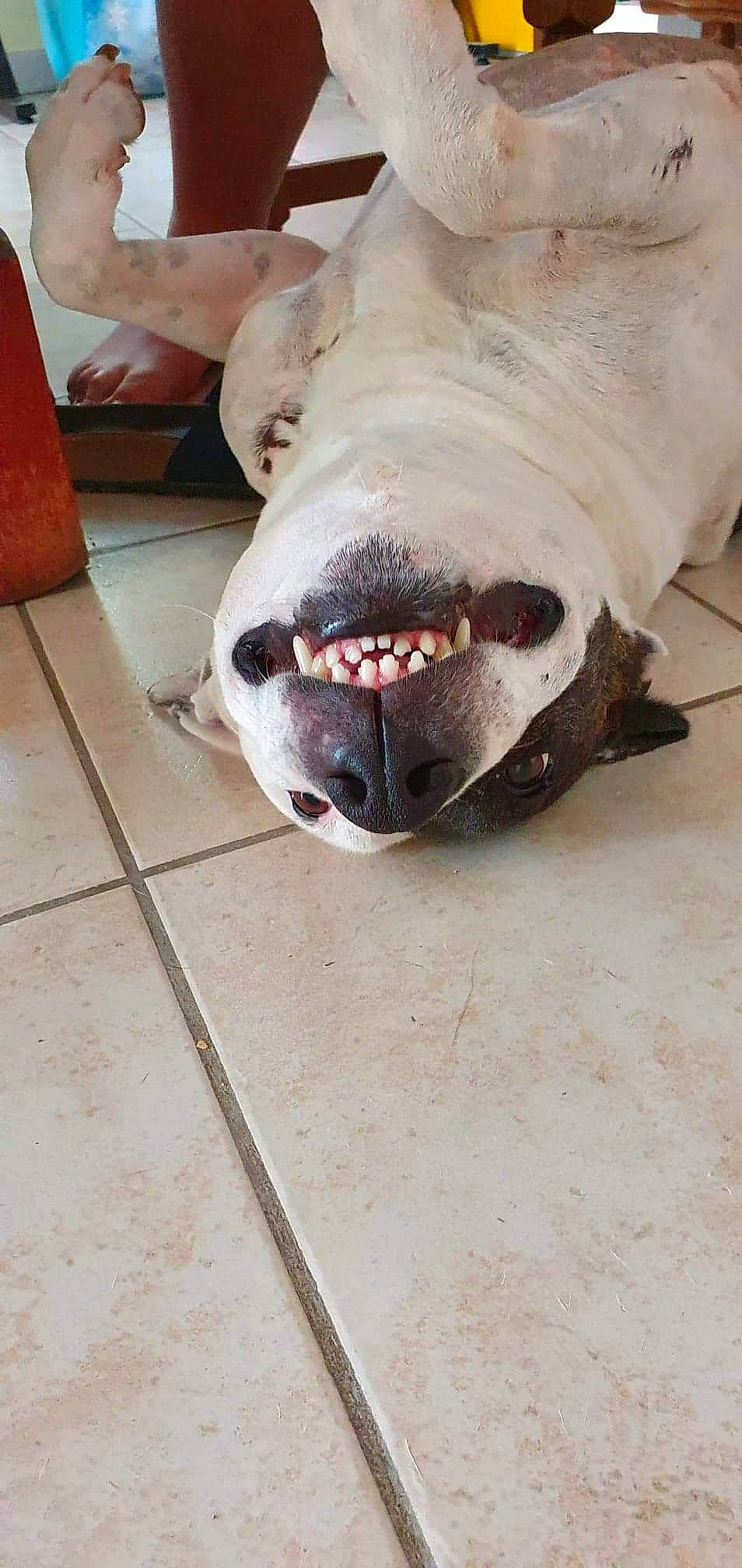 Galia a rejoint le concours — aidez-le/la à gagner de superbes lots ! canidae, carmine, carnivore, collar, dog_breed, fang, fawn, flooring, foot, fur, jaw, liver, paw, snout, sporting_group, whiskers, window, wood, working_animal, yawn