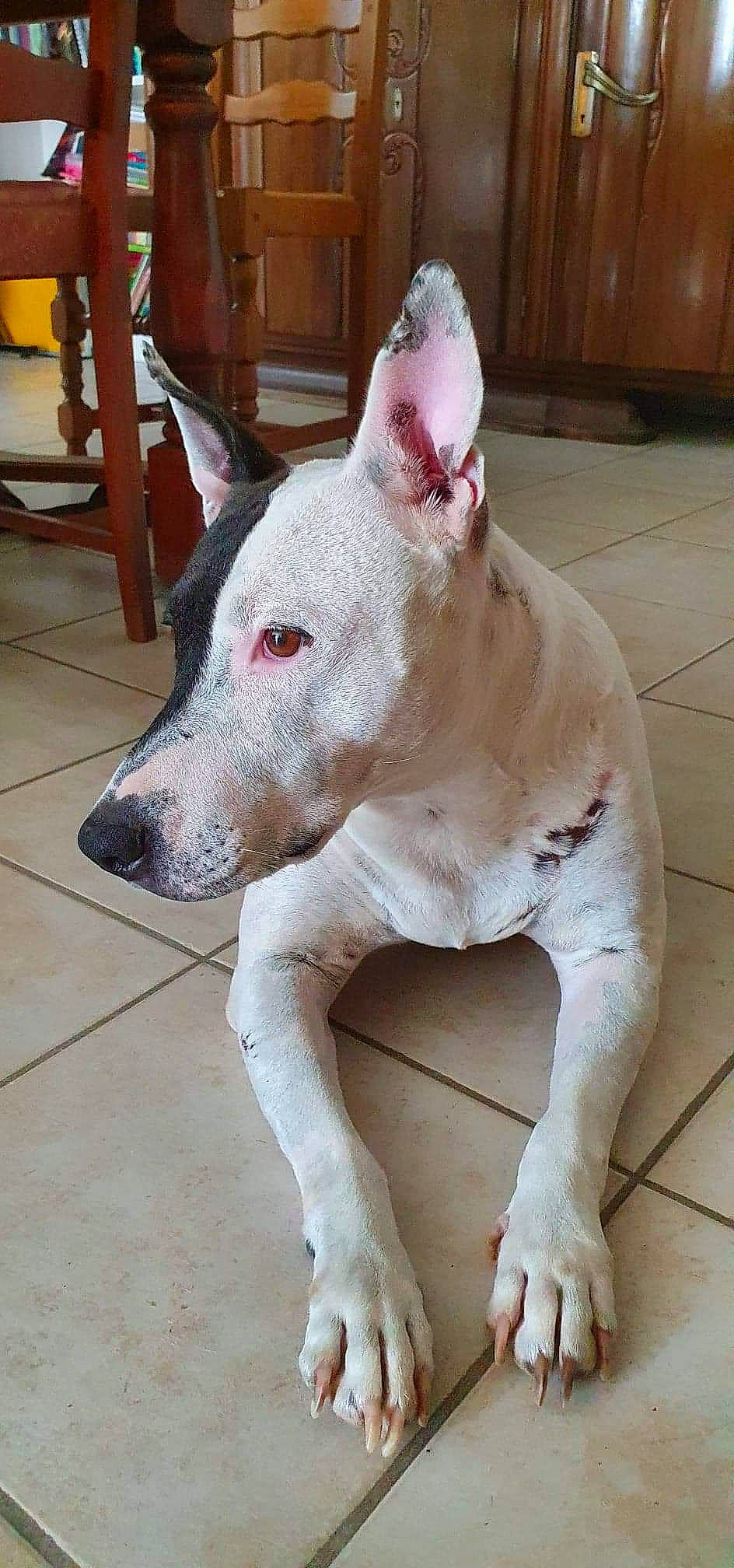 Galia participe au concours pour gagner de l'argent avec cette photo : bull_terrier, bull_terrier_miniature, canidae, carnivore, collar, companion_dog, dog, dog_breed, dogo_guatemalteco, fawn, flooring, hardwood, non_sporting_group, old_english_terrier, snout, sporting_group, terrestrial_animal, wood, working_animal