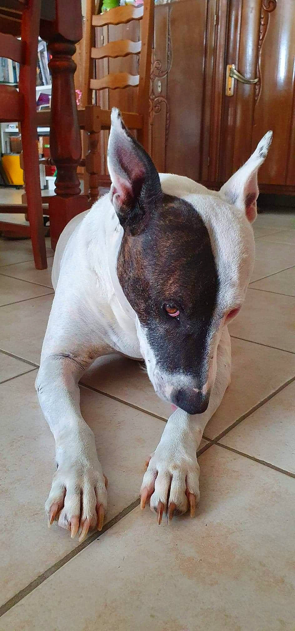 Galia participe au concours pour gagner de l'argent avec cette photo : ancient_dog_breeds, bull_terrier, canidae, carmine, carnivore, collar, companion_dog, dog, dog_breed, fawn, flooring, hardwood, non_sporting_group, snout, sporting_group, terrestrial_animal, terrier, whiskers, wood, working_animal