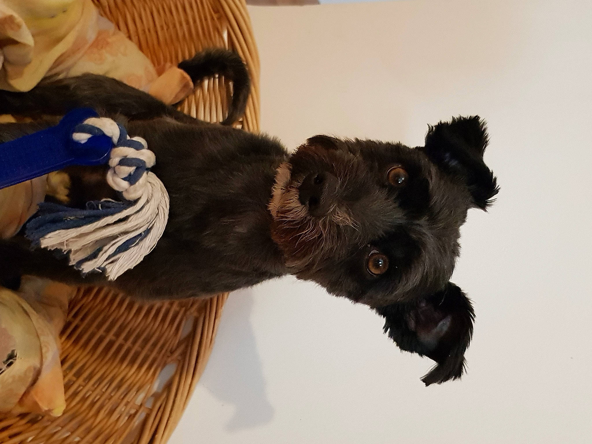 Cookie a rejoint le concours — aidez-le/la à gagner de superbes lots ! borador, claw, collar, companion_dog, dog, dog_breed, dog_collar, fur, gesture, guard_dog, liver, paw, puppy, snout, sunglasses, tail, wood, working_animal