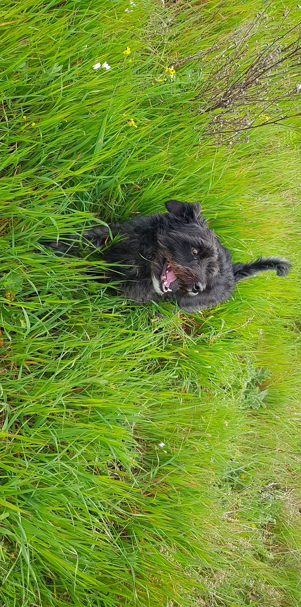 Cookie a rejoint le concours — aidez-le/la à gagner de superbes lots ! canidae, carnivore, dog_breed, felidae, fur, grass, grass_family, grassland, groundcover, pasture, plant, small_to_medium_sized_cats, soil, sporting_group, tail, terrestrial_animal, wildlife