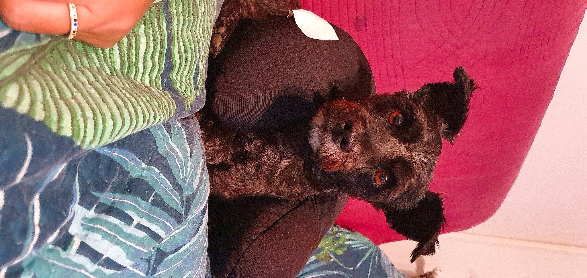 Cookie a rejoint le concours — aidez-le/la à gagner de superbes lots ! canidae, carnivore, comfort, companion_dog, couch, dog, dog_breed, ear, fawn, fur, gesture, human_leg, liver, mammal, nail, pattern, snout, sunglasses, thigh, vertebrate