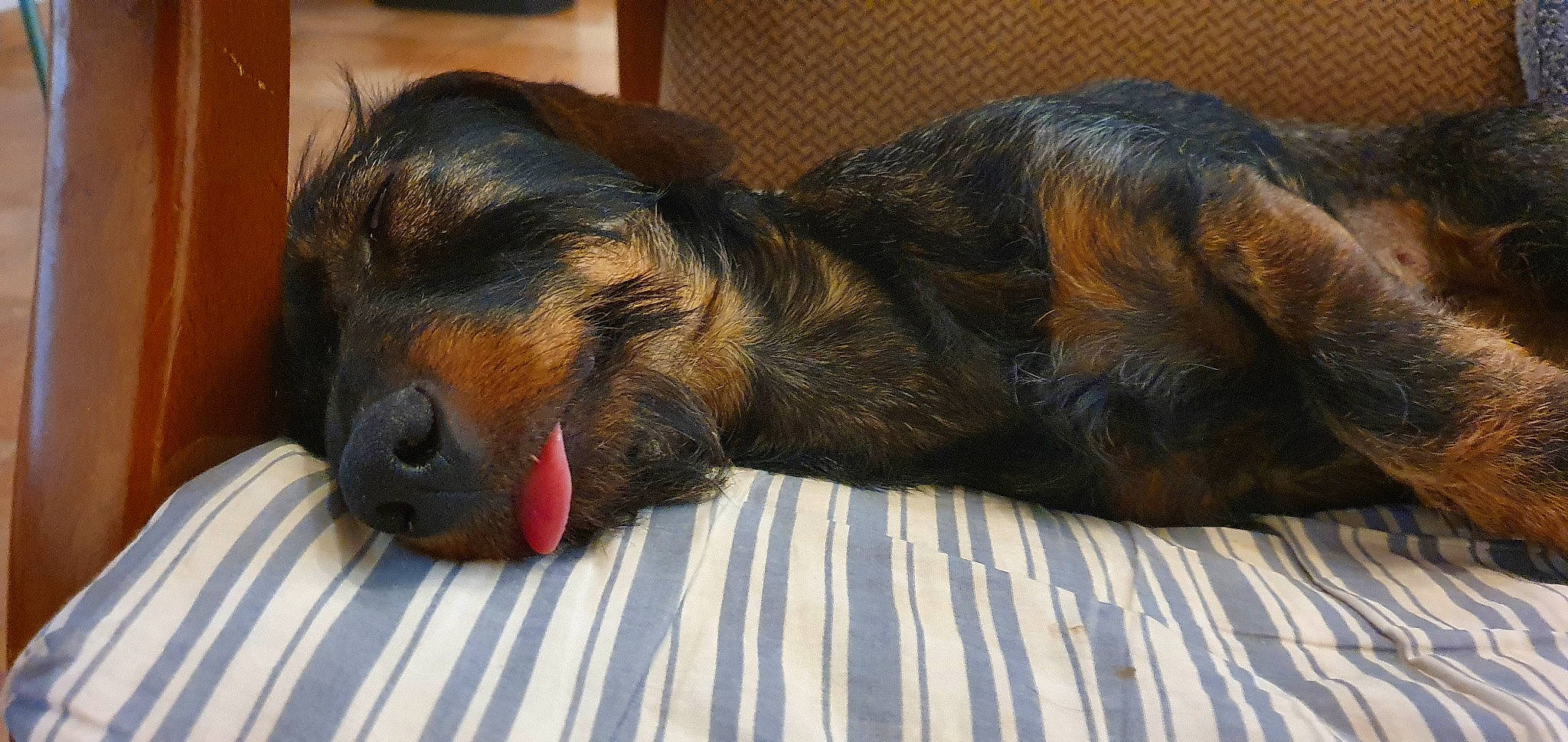 Dolly participe au concours pour gagner de l'argent avec cette photo : canidae, carnivore, claw, comfort, companion_dog, dog, dog_breed, ear, fur, guard_dog, hound, liver, nap, paw, sleep, snout, sporting_group, terrestrial_animal, whiskers, working_dog