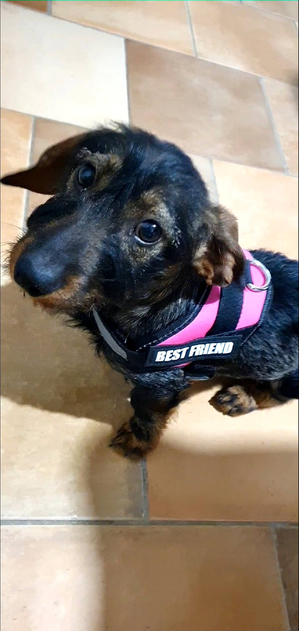 Dolly participe au concours pour gagner de l'argent avec cette photo : canidae, carnivore, collar, companion_dog, dog, dog_breed, dog_collar, dog_supply, fashion_accessory, fawn, fur, guard_dog, leash, liver, pet_supply, snout, sporting_group, terrestrial_animal, whiskers, working_animal