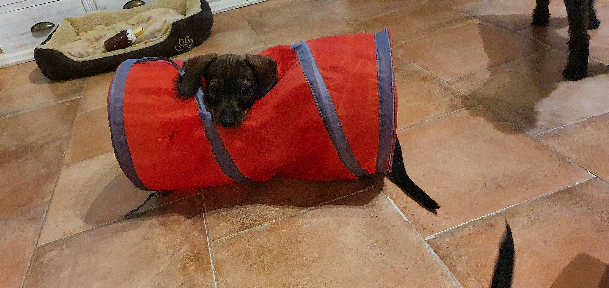 Dolly participe au concours pour gagner de l'argent avec cette photo : backpack, bag, canidae, carnivore, comfort, companion_dog, dog, dog_breed, dog_supply, fawn, flooring, hardwood, liver, luggage_and_bags, orange, personal_protective_equipment, pet_supply, tail, wood, working_animal