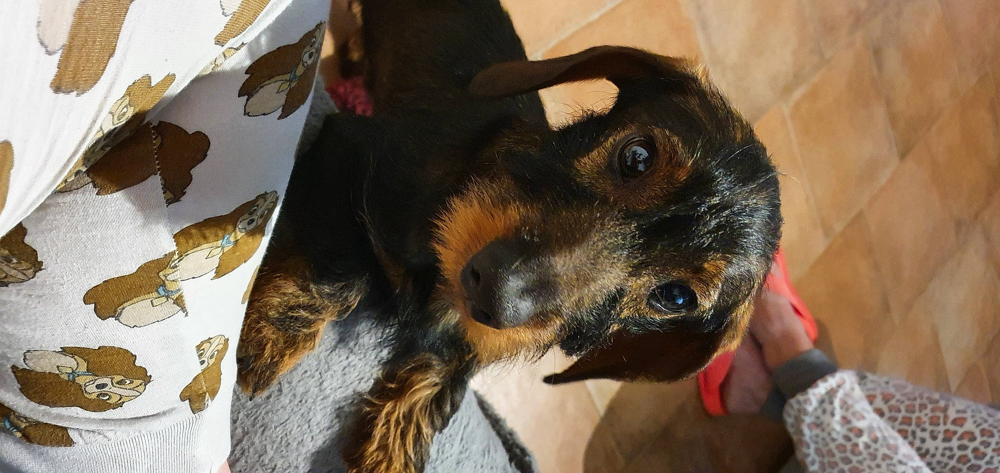 Rio participe au concours pour gagner de l'argent avec cette photo : beer, canidae, carnivore, claw, collar, companion_dog, dog, dog_breed, ear, fawn, fur, guard_dog, paw, snout, sporting_group, toy_dog, whiskers, working_animal, working_dog