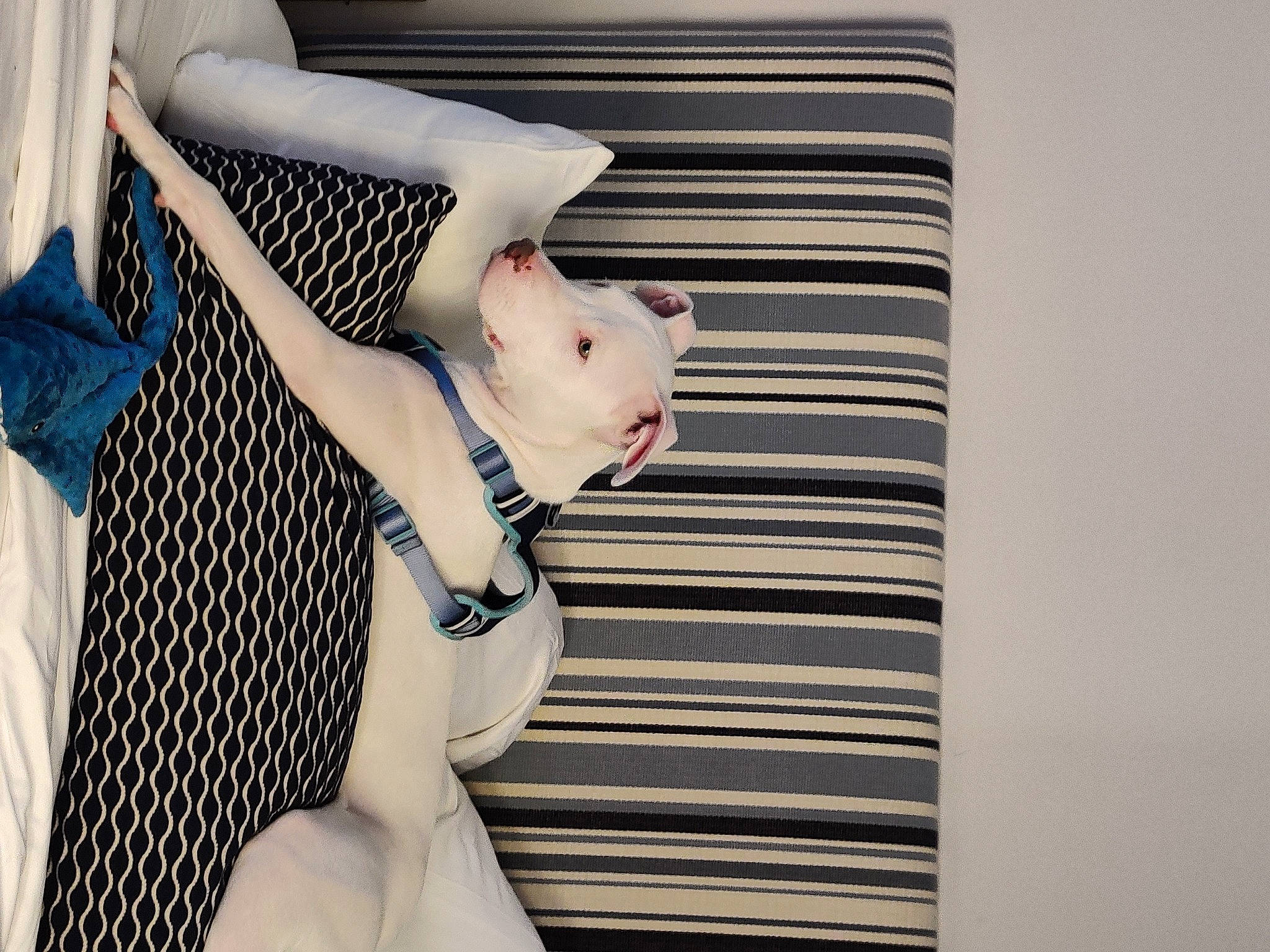 Zoey is registered to the contest to win money with this photo: abdomen, carnivore, comfort, couch, dress, felidae, human_body, human_leg, knee, leg, linens, neck, pattern, sleeve, tail, textile, thigh, toy, trunk, waist